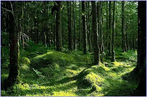 探秘美丽的原始森林