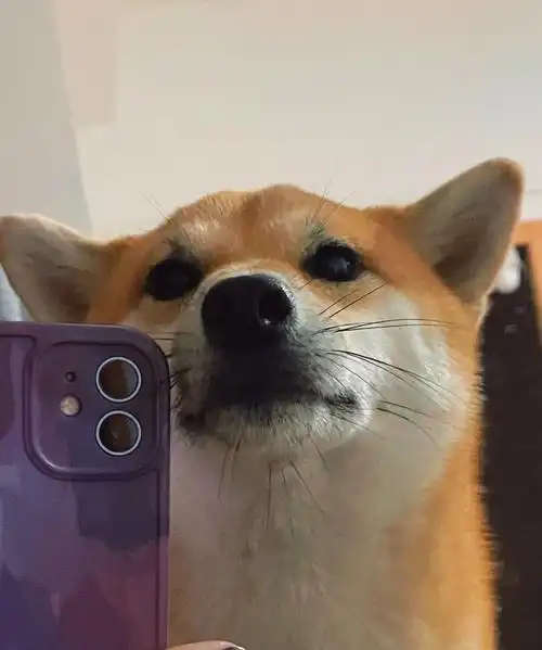 我的小狗怎么这么可爱