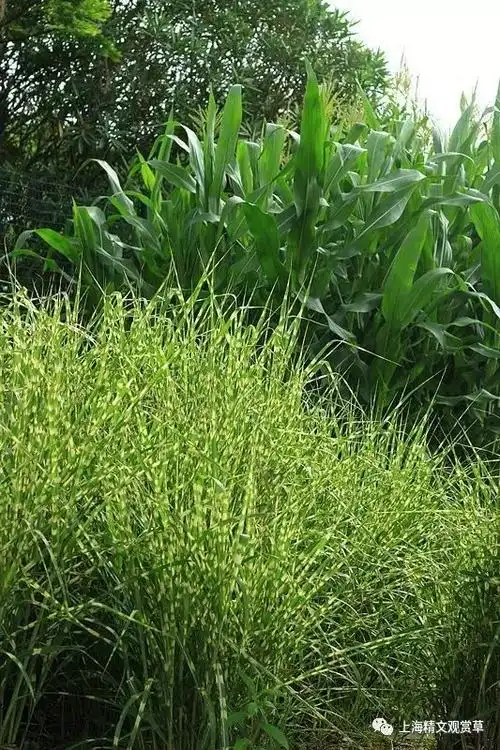 17种hold得住低温的耐寒观赏草