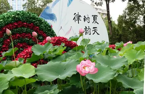 夏天的韵律(2020年成都荷花展:人民公园主会场)