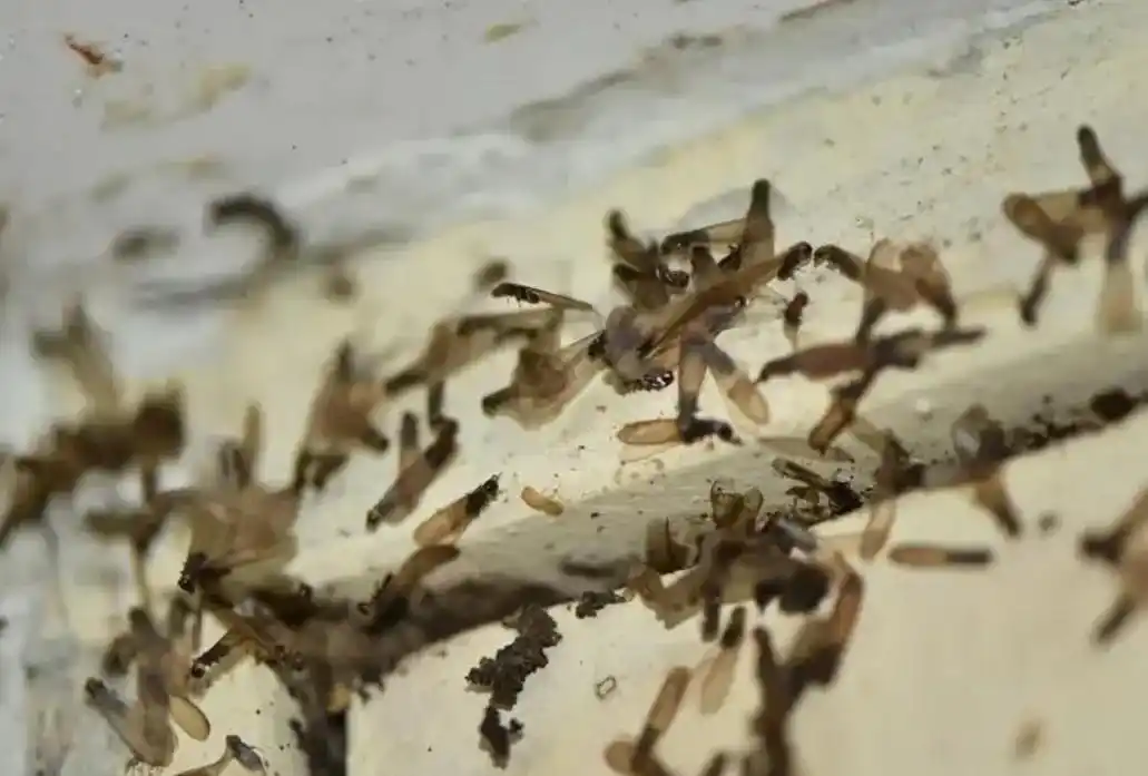 白蚁进入家中后会带来哪些危害呢