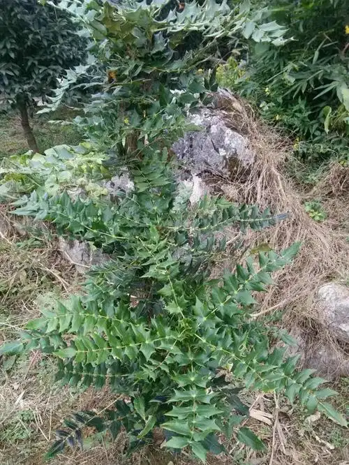 农村的一种野生植物,人称"猫耳刺",全身都是宝,却很少人知道