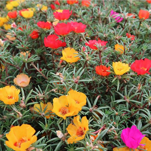 花种太阳花种子单瓣混四季开花春季室内外阳台盆栽家庭园艺种子