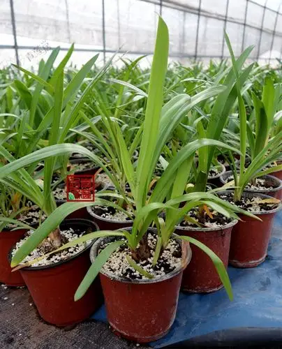 非洲爱情花 蓝百合 百子莲 多年生盆栽花苗