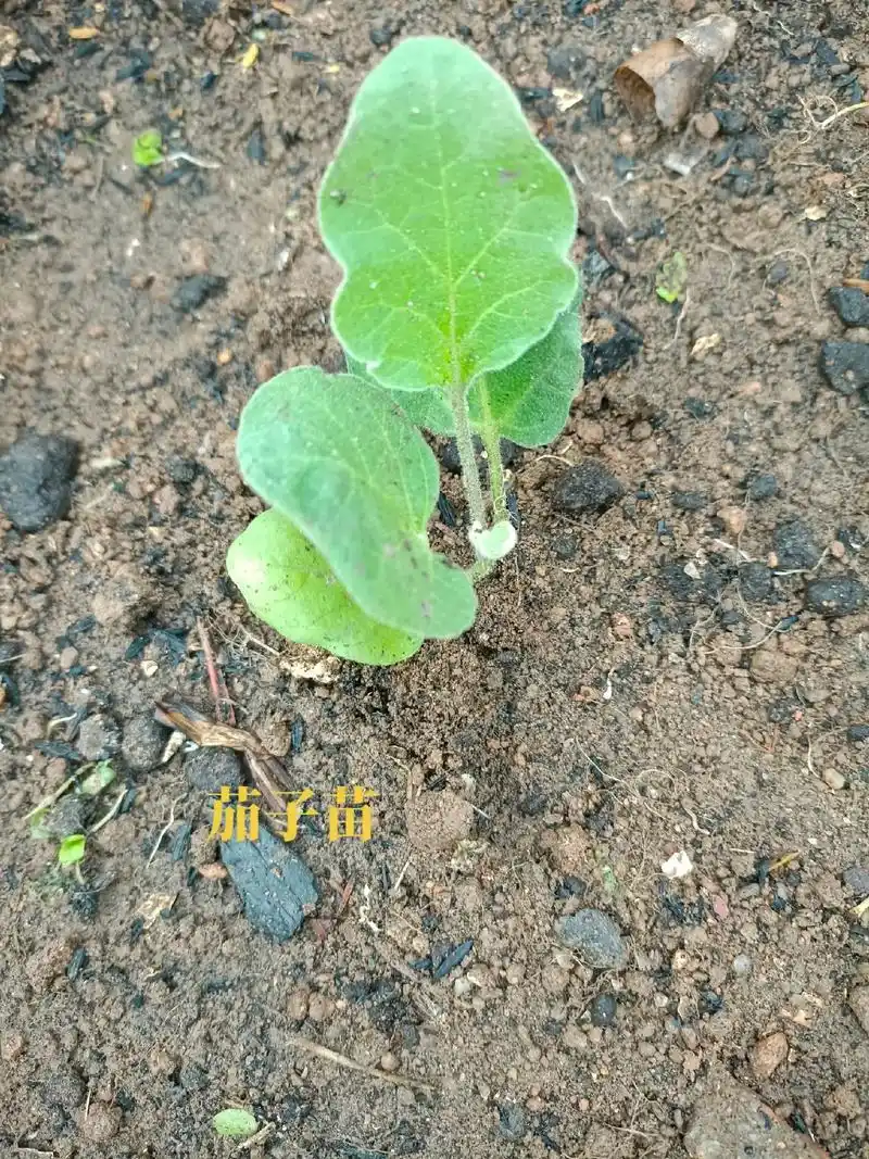 又到了春天种茄子的季节喽网购的3棵茄子苗种下了三天了