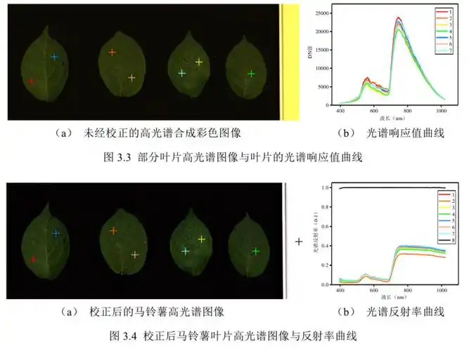 高光谱成像技术实现马铃薯叶片叶绿素及病害联合检测