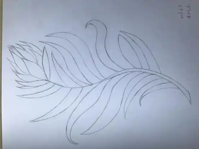 凤尾花40铅笔稿a组木十六水