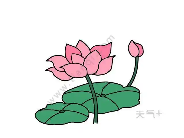 莲花简笔画彩色