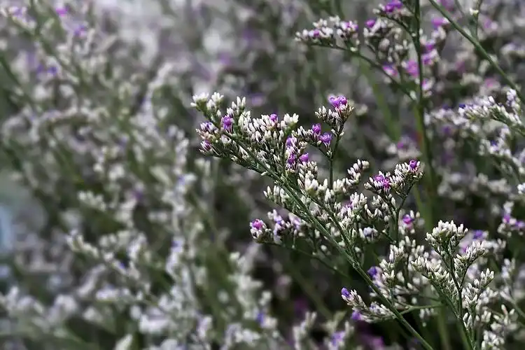 【原创】情人草 - 快乐摄影50 - 快乐摄影50—摄影博客