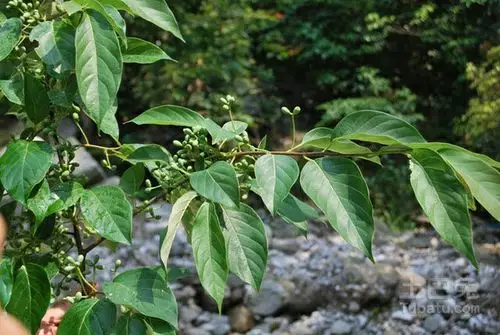 天目铁木,分布于浙江西部,中国特有物种,共5株