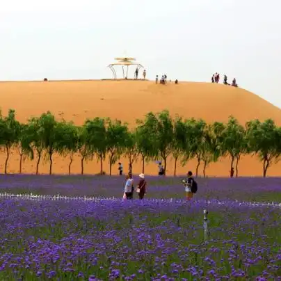 腾格里沙漠湿地金沙岛旅游区