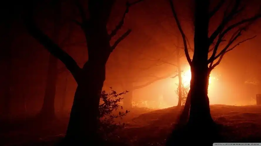 自然风景森林夜晚灯火植物树木forestnightlightstrees壁纸图片