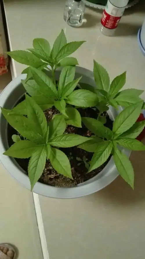 所幸的是,姥姥也帮文奕燊种了一盆凤仙花,长得枝繁叶茂,不过现在还没