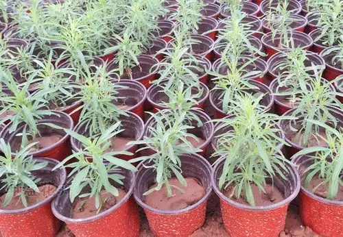 【红叶地肤杯苗多少钱,青州红叶地肤种植基地在哪】图片