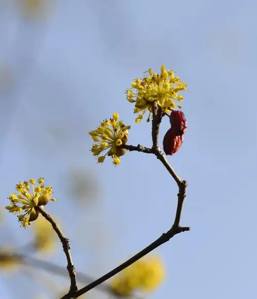 茱萸图片(野生茱萸图片)