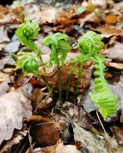 【梁志龙】本溪山菜谱(续)