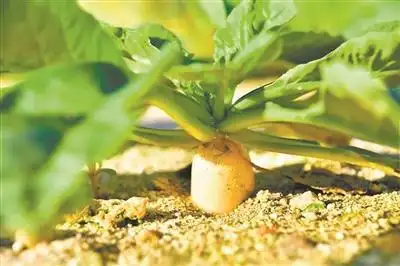 "点沙成土":西沙海滩种植蔬菜首获成功(图)