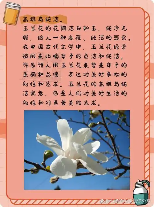 玉兰花的寓意和象征  玉兰花,又称为白玉兰,木兰,应春花等,是中国著名