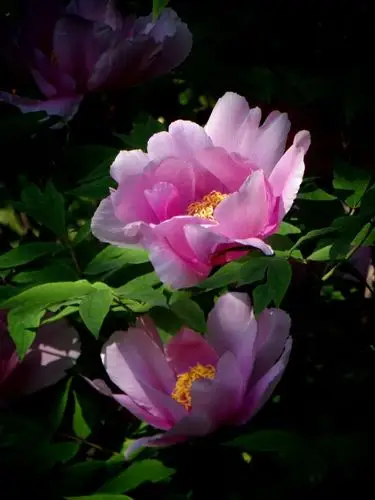 独领风骚紫牡丹