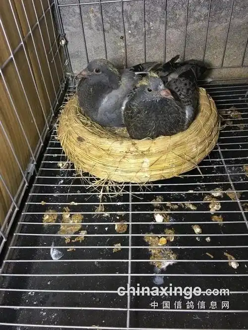 图文:幼鸽30天成长全记录_鸽子