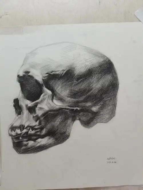 素描12侧面头骨