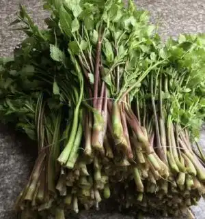 有毒的野芹菜图片(紧急处理方法)不能吃的野芹菜图片 - 网络编辑之家