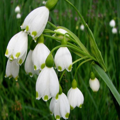 预卖进口雪片莲种球雪滴花多年生庭院阳台地栽花卉植物耐寒易养活