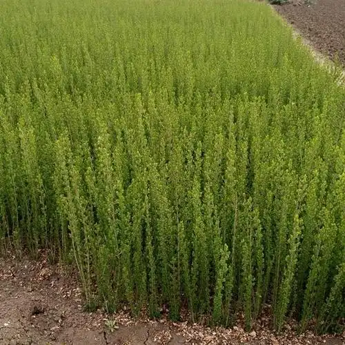 优质绿化苗木柚子树图片_优质绿化苗木柚子树大全/细节图 - 搜好货网