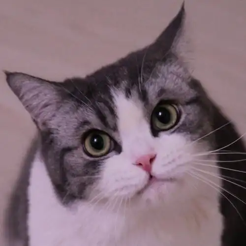 可爱注视猫萌宠gif动图_动态图_表情包下载_soogif