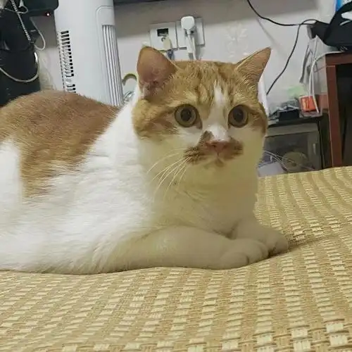 加菲小串串长大啦