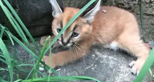猫科动物的可爱你抵抗不了来看看凶狠的狞猫幼崽是怎样的可爱吧