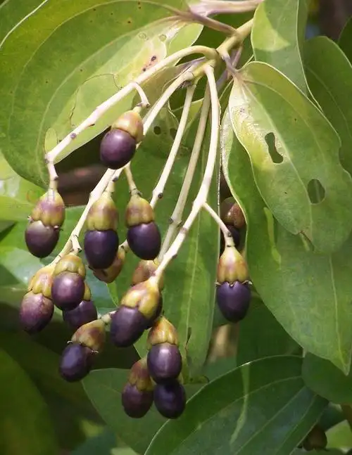 我们我们广东这里看到,但我查了一下果实像橄榄,有人知道这是什么吗?