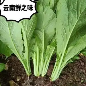 小苦菜   云南农家自种小青菜 小苦菜  嫩青菜 小水菜 4斤  6斤装
