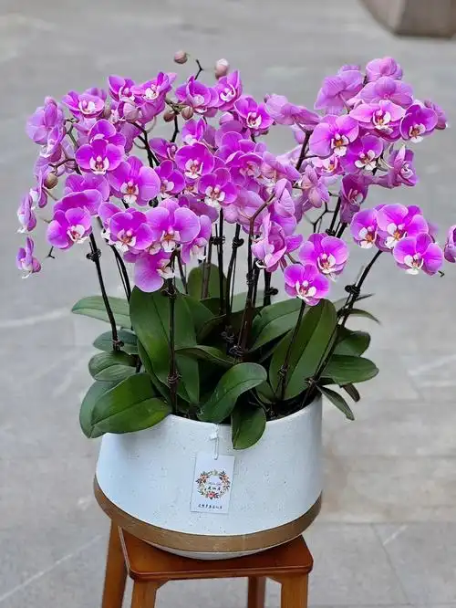 22枝花的大盆安娜蝴蝶兰搬家必备十堰花店