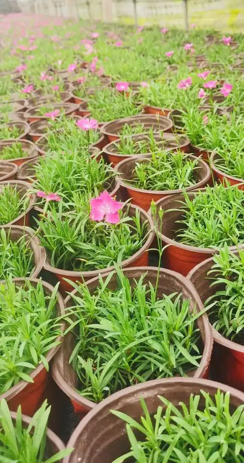 欧石竹盆栽 五彩石竹杯苗 彩虹石竹 四川成都园林绿化工程苗木
