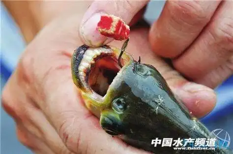 秘鲁食人鱼吃人真实案例男孩被食人鱼啃成白骨真实照片