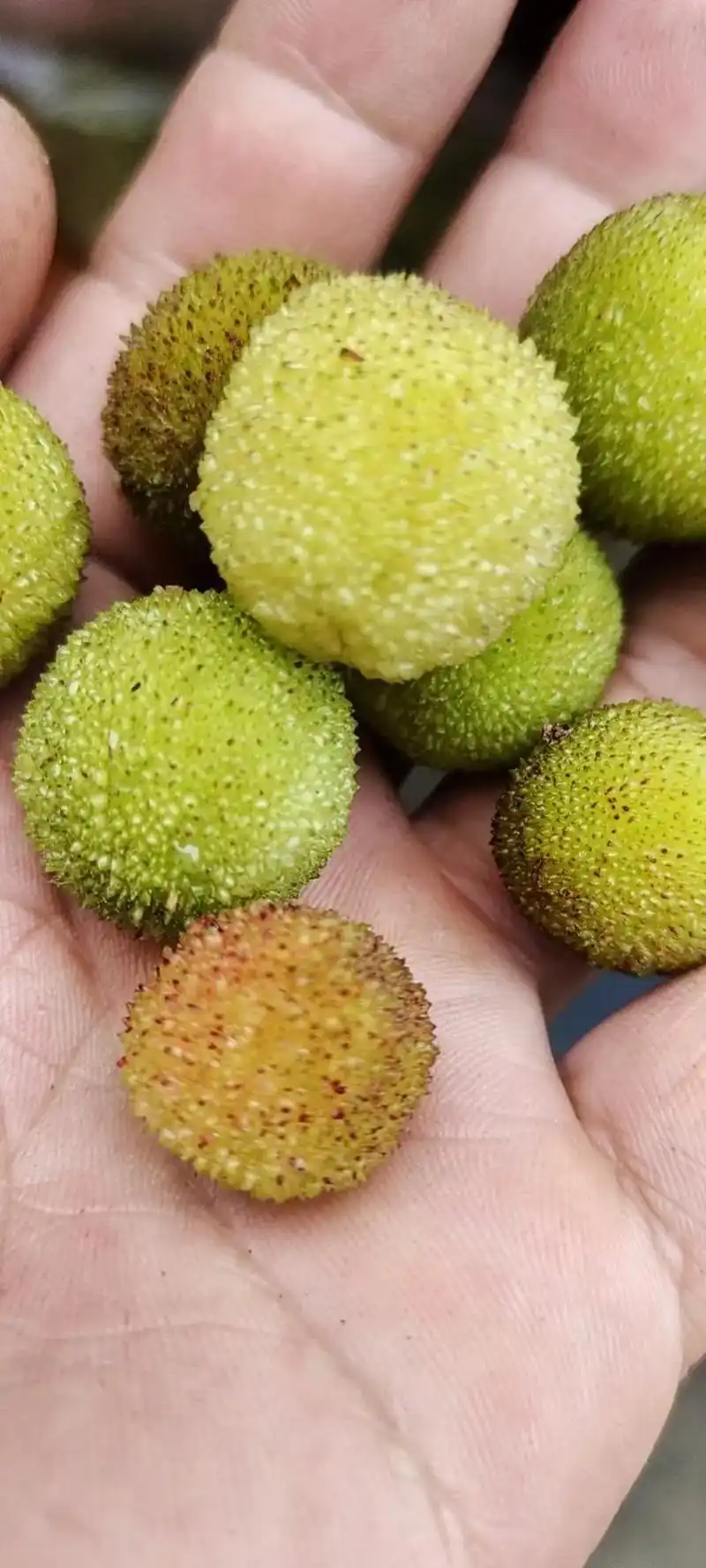 权威发布看到图片都酸的着不住野生杨梅