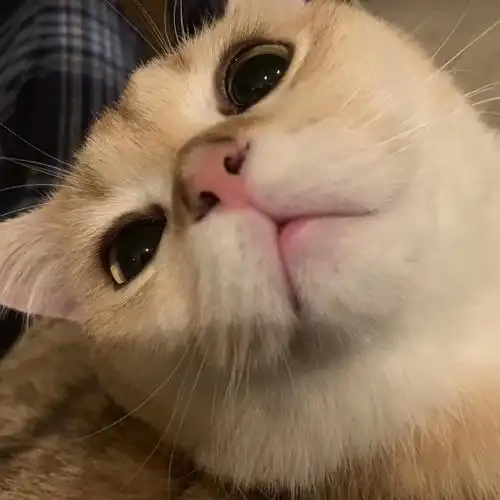 想问问大家这只金渐层咋样