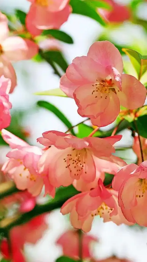 海棠花 - 堆糖,美图壁纸兴趣社区