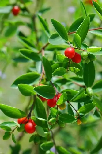 了哥王提取物多种规格可订做