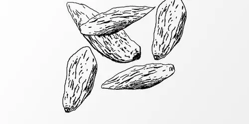 麦冬手绘中药线稿【psd素材】-包图网