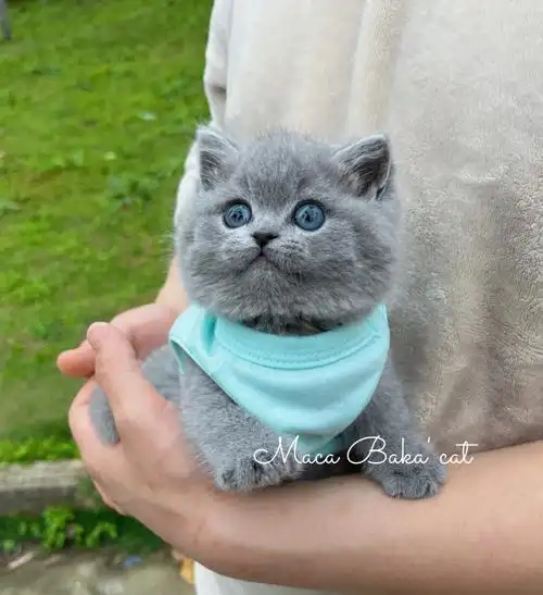 谁说的蓝猫不可爱