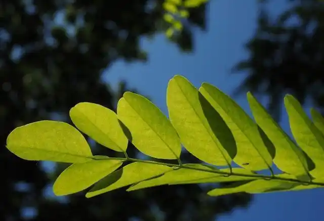 《绿色的槐树叶子》铁面孔目-协助拍摄|摄影|哈尔滨|沈阳|济南_网易订