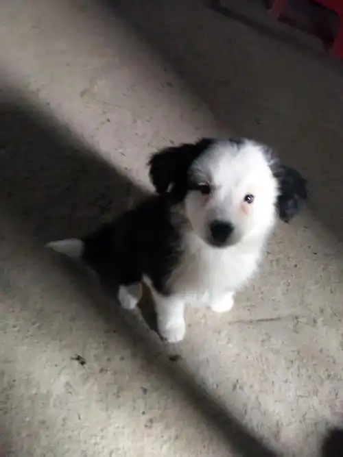 大家看看我的边牧纯不纯?别的都标准,唯独没有黑眼圈