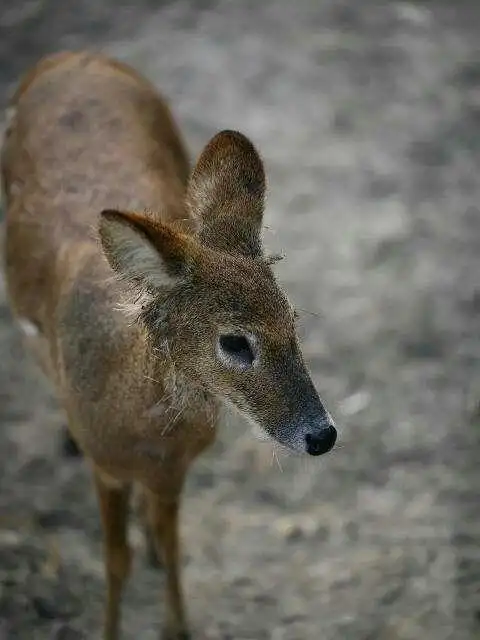北部原始林区野生动物乐园