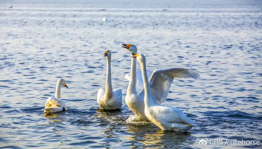 沿海最东端,亚洲最大的大天鹅越冬栖息地,环境优美,精灵增辉