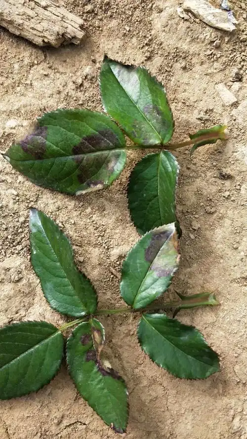 玫瑰黑斑病的危害和防治方案