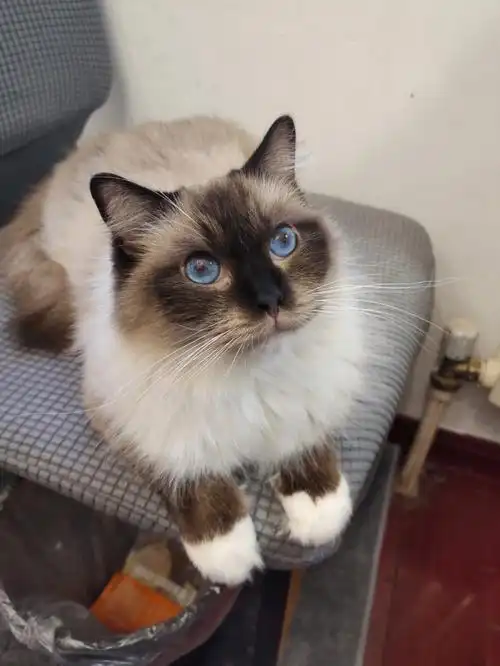 (只接受本地的宝子们)#海豹手套布偶   #布偶猫找家  #我的萌宠