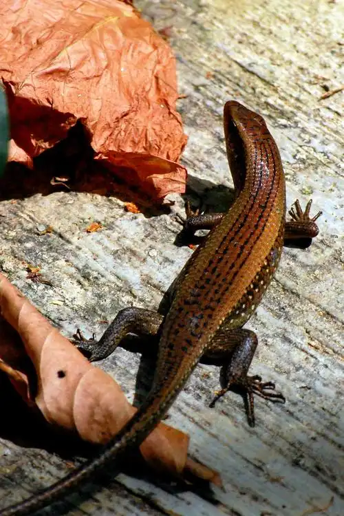 四脚蛇(草绿龙蜥)