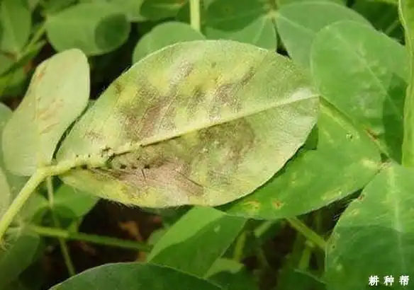 该病害典型黄花叶症状易与其他花生病毒病相区别.